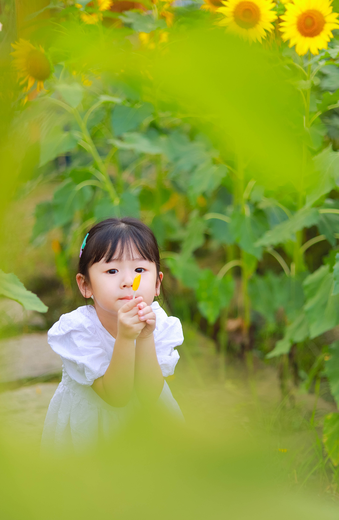 夏日里の向日葵 