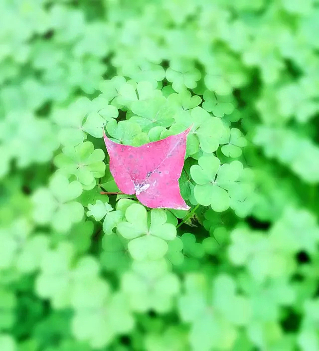 幸运的一天（图ZNDMwODQ0NTY=） - 风光摄影 - 站酷设计师狂舞的树叶爱摄影原创素材 - 站酷ZCOOL