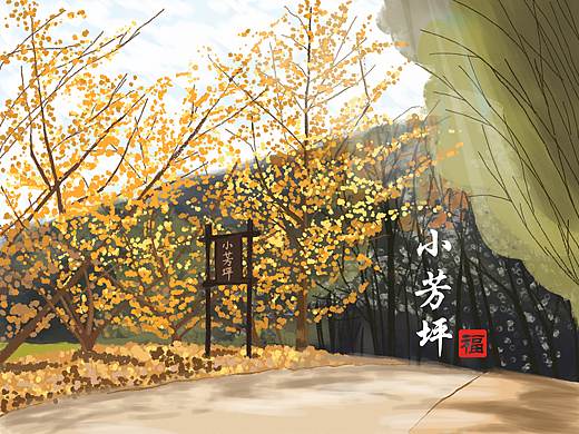 韶关银杏——小芳坪