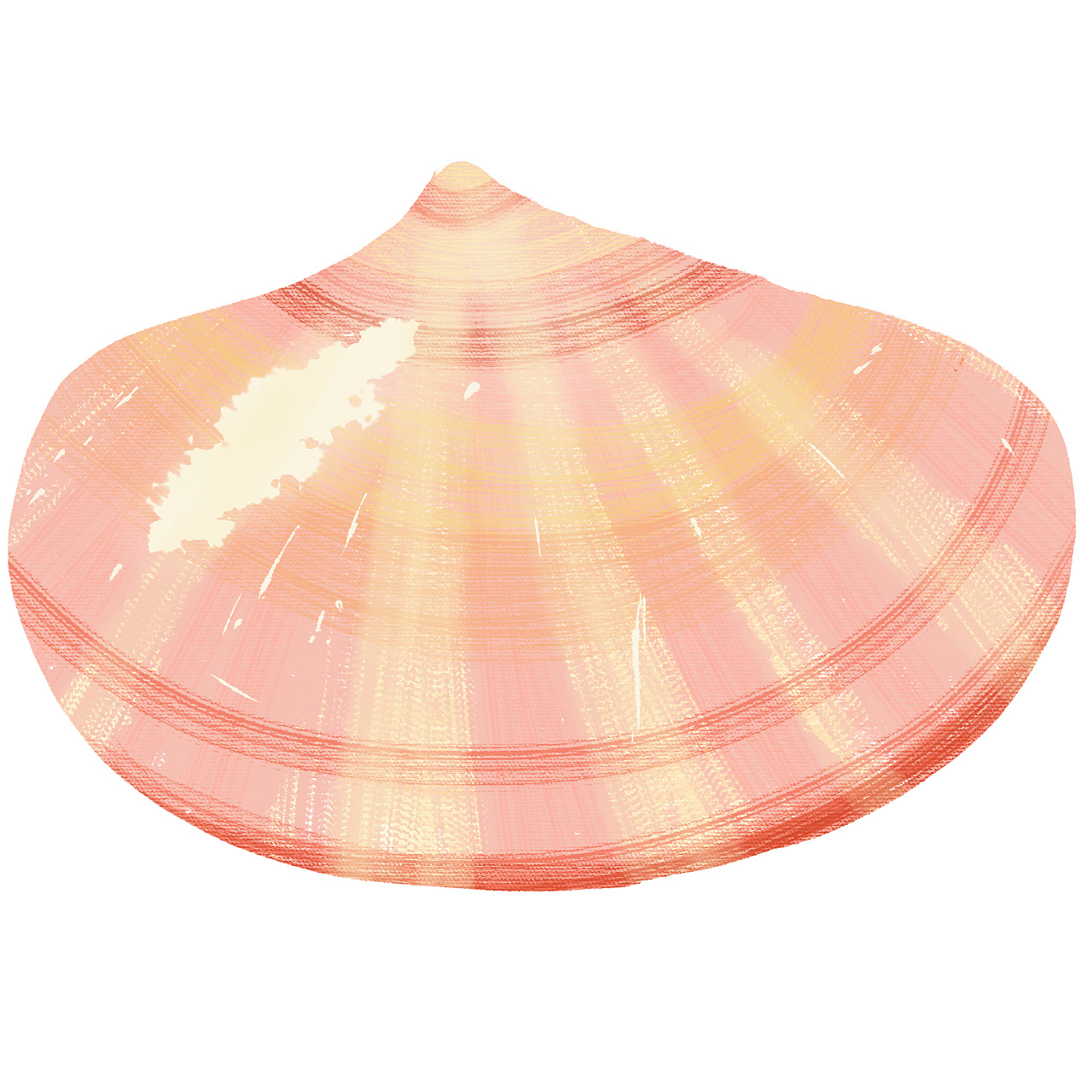 一些速涂的贝壳|插画|创作习作|achen_deer - 原创作品 - 站酷 (zcool