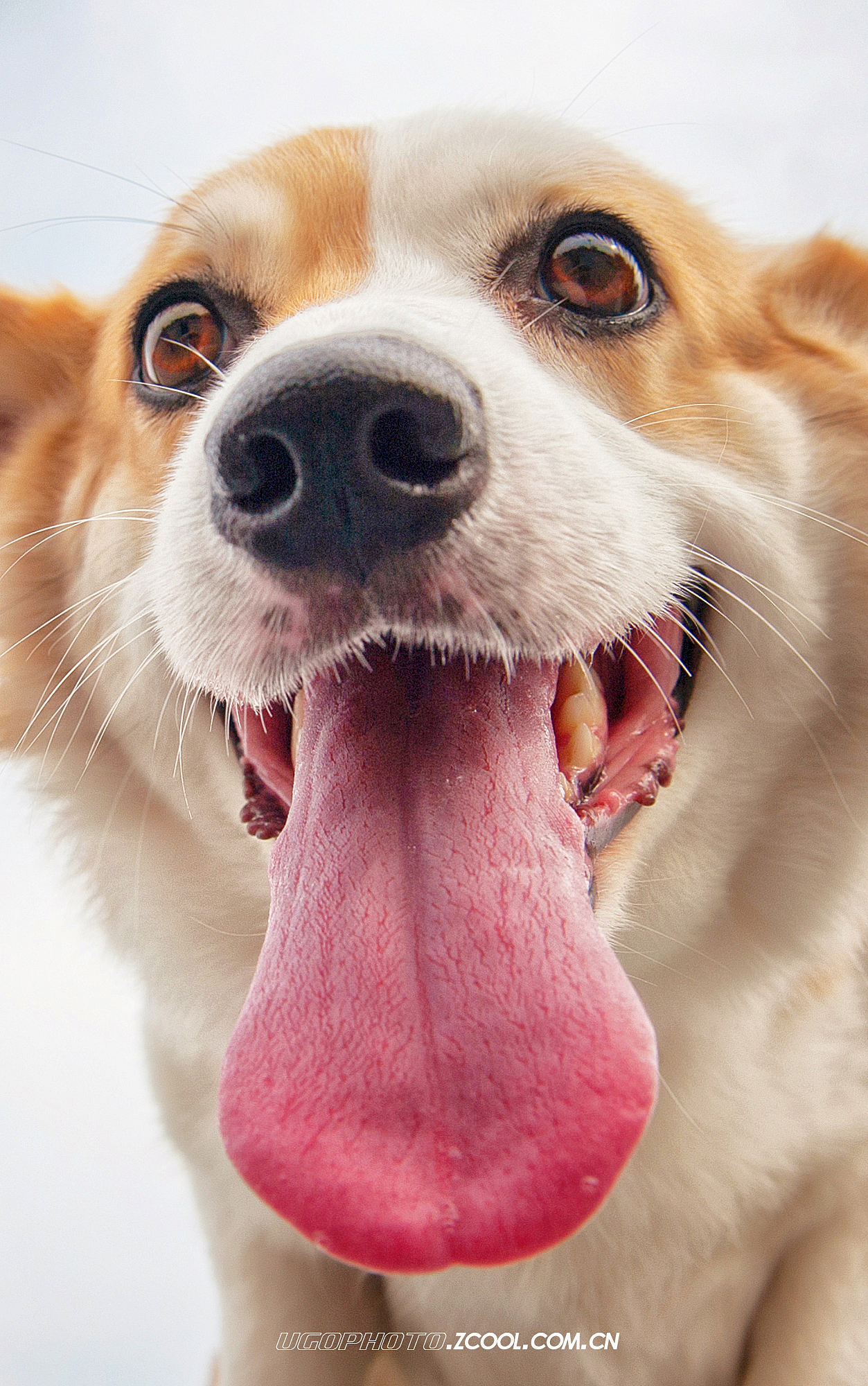 real smile笑的渐进式【动物摄影师何某某个人作品25】