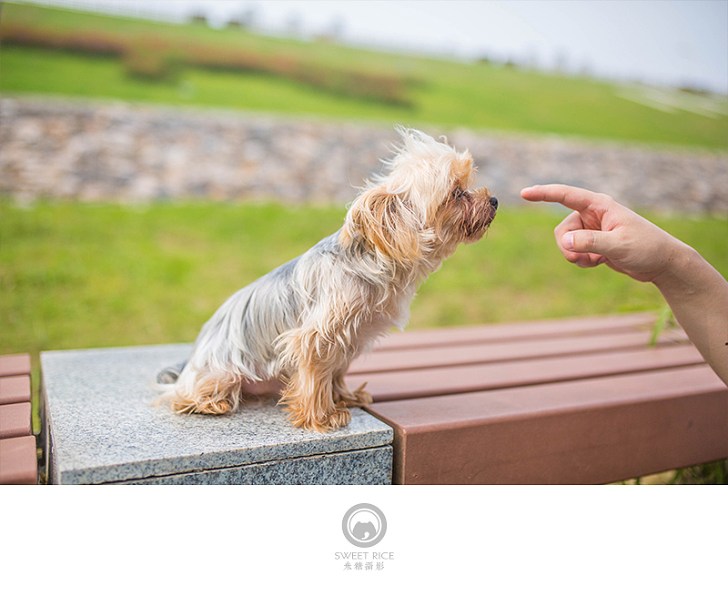 夏至天好 出门遛娃（图ZNTExMzQ3MDQ=） - 宠物摄影 - 站酷设计师挂糖原创素材 - 站酷ZCOOL
