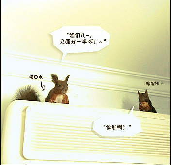 HI~我是爆乳飞（图ZMTc5MzE0OA==） - 宠物摄影 - 站酷设计师pinkmana原创素材 - 站酷ZCOOL