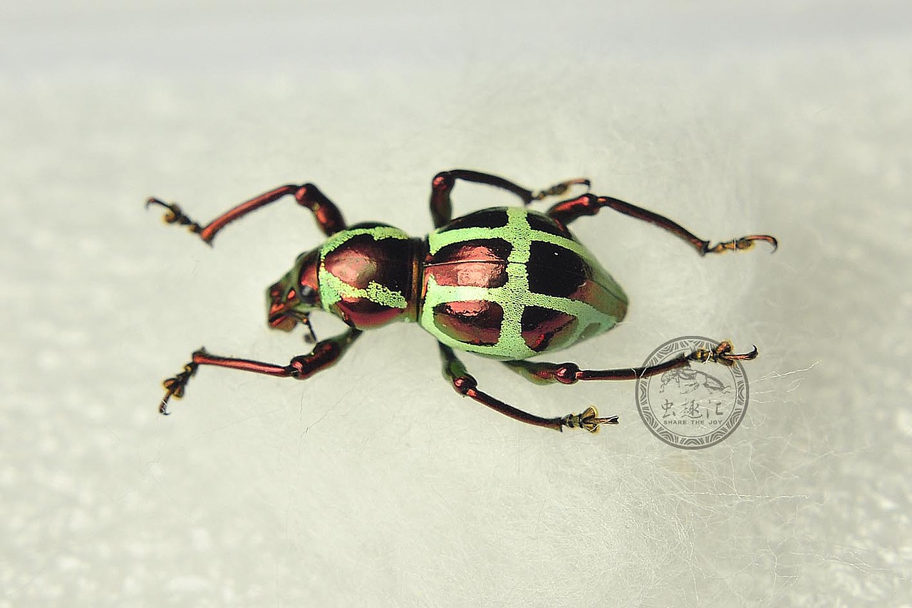 飞翔的宝石——菲律宾球面象甲