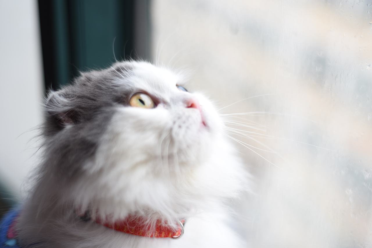 宝宝们（图ZNDY5NzQyNTY=） - 宠物摄影 - 站酷设计师素直子桑原创素材 - 站酷ZCOOL