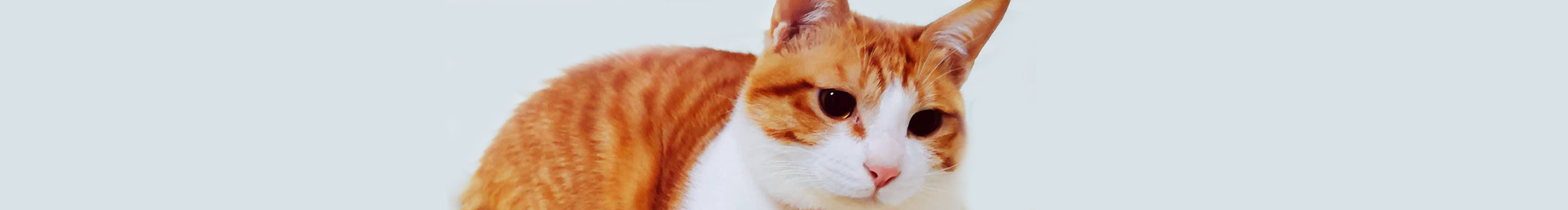 橘子莱的个人主页（封面预览） - 主页封面设置 - 站酷设计师橘子莱原创素材 - 站酷ZCOOL