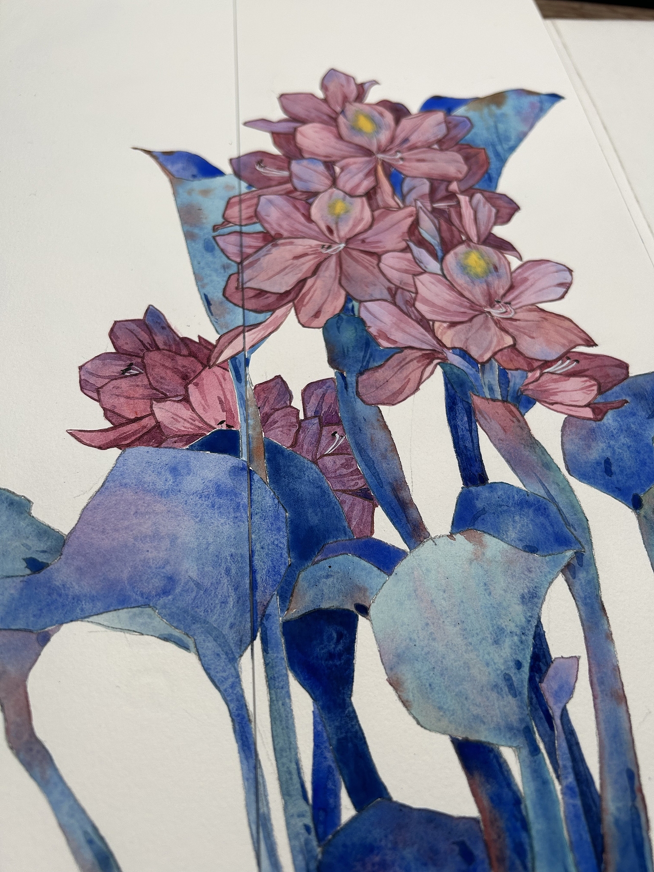 水彩花卉|水葫芦