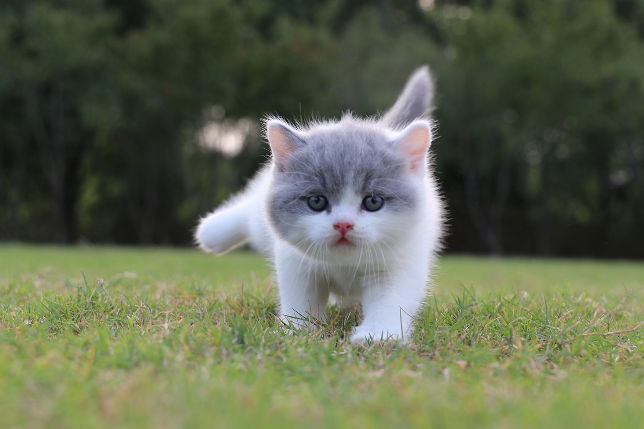 802英短蓝白公五粉通脖尾全蓝34day587g