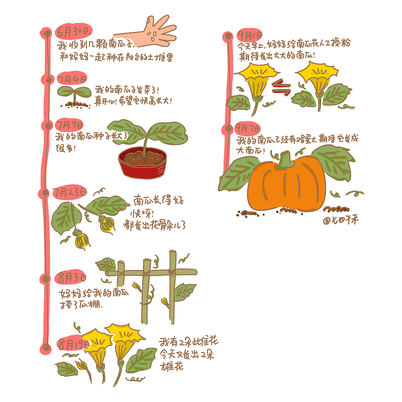 南瓜科学观察笔记