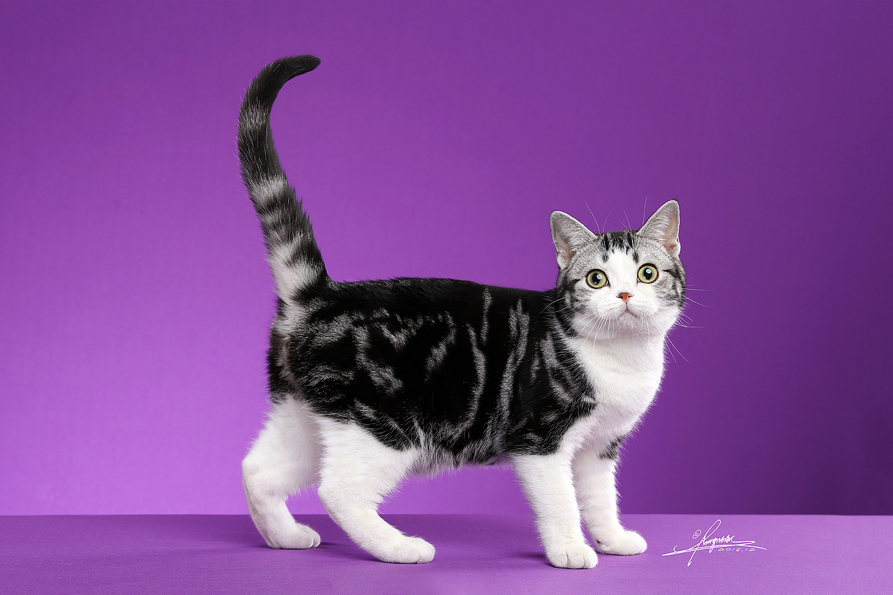 美国短毛猫