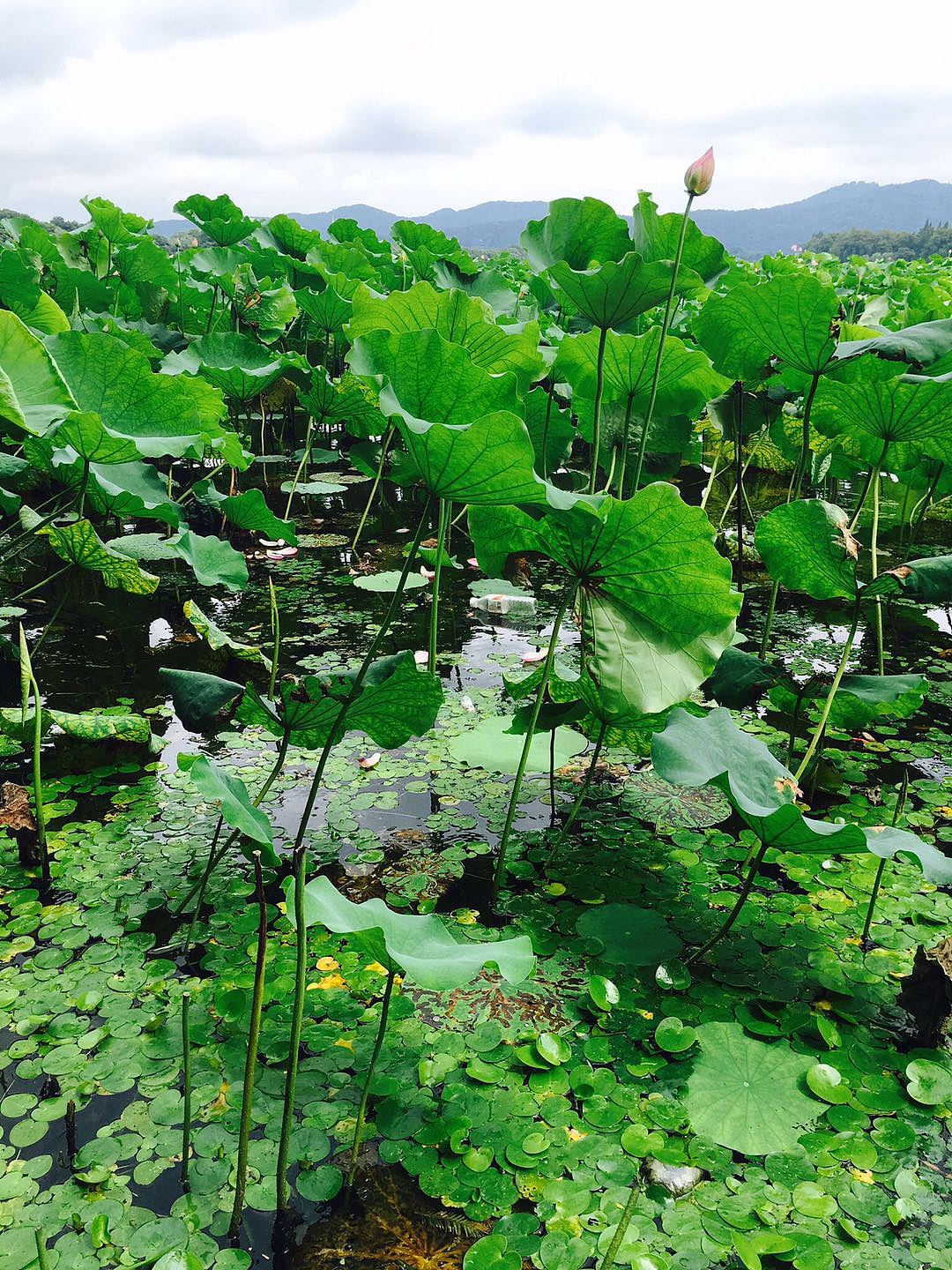 手机摄影-浙江地区为主
