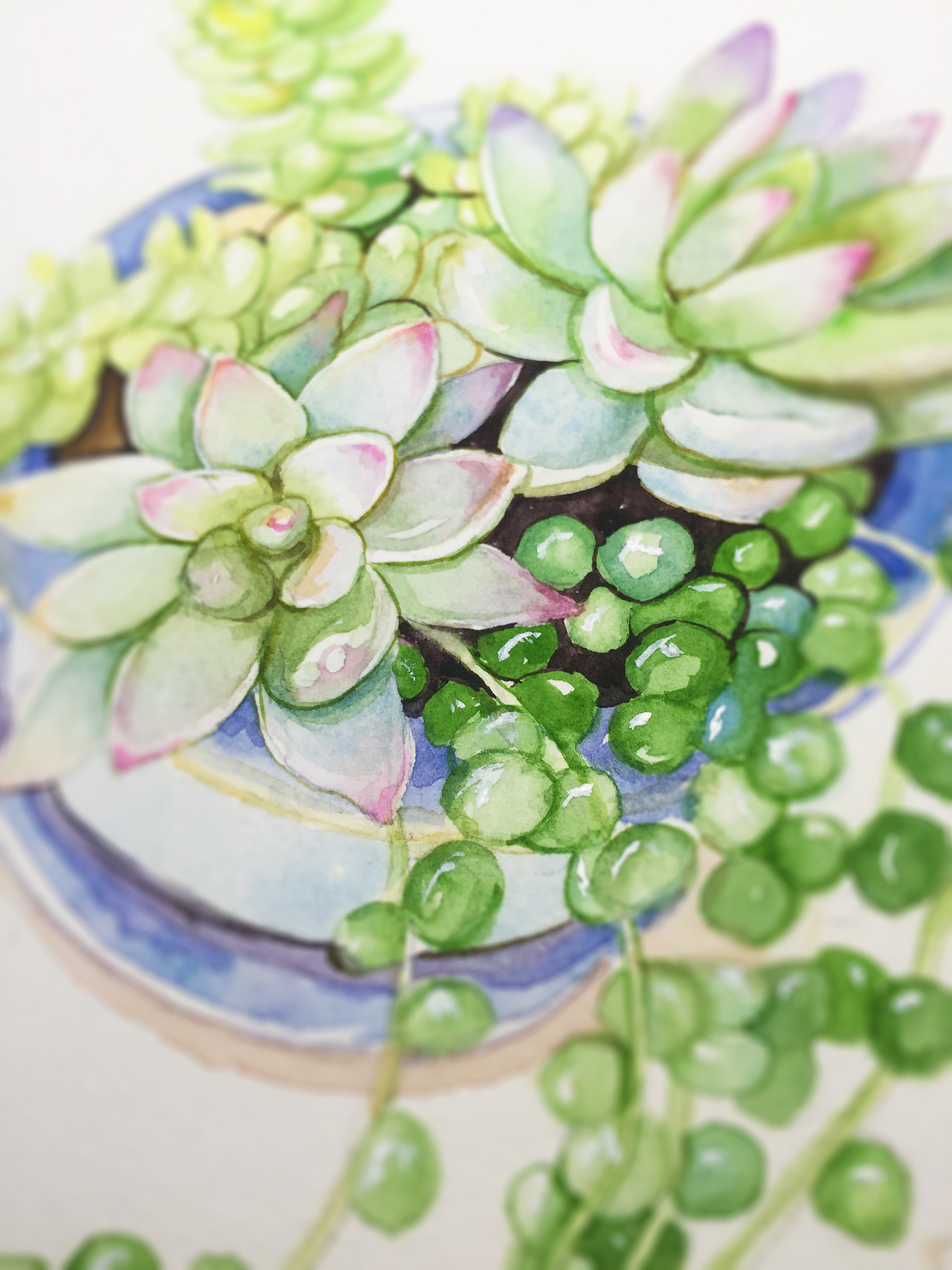 水彩手绘--多肉|纯艺术|绘画|蒲之未落_原创作品-站酷zcool