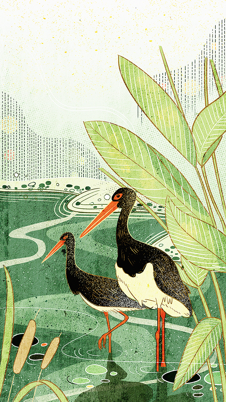 11月份图——关于12种珍稀动物的插画