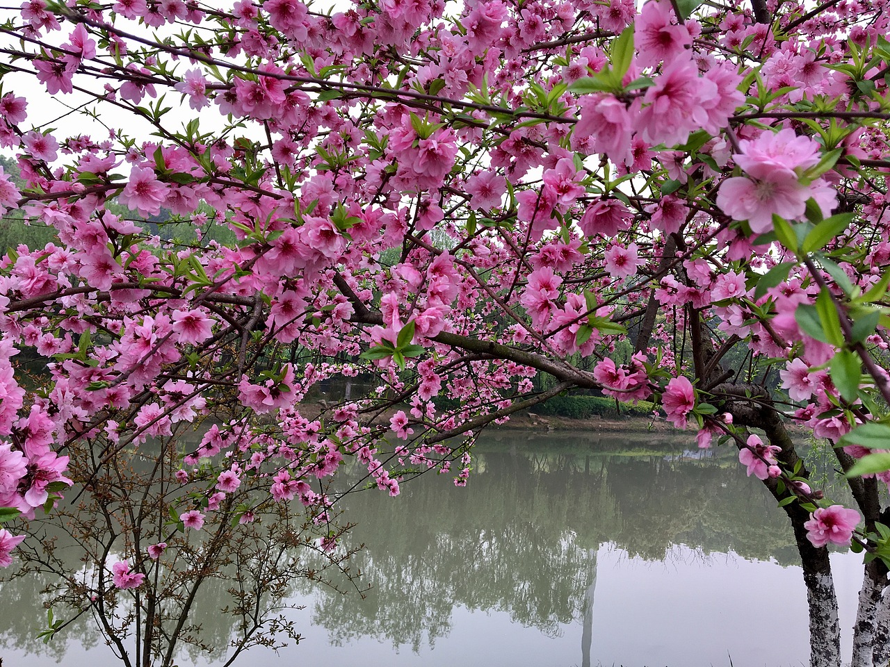 三月桃花红（图ZMjc1MTE5OTY0） - 风光摄影 - 站酷设计师奇鑫绘画原创素材 - 站酷ZCOOL