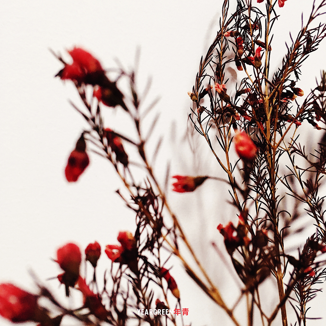 iPhone摄影 · 所见