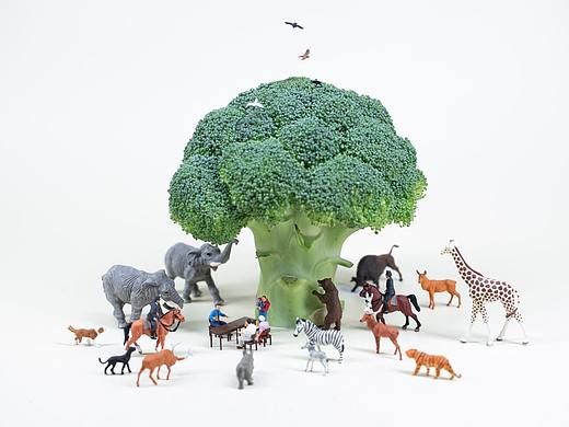 畅游微缩摄影的“家庭动物王国”  