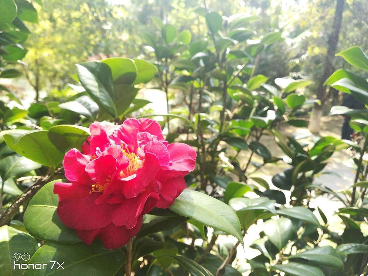 树木园（图ZMTcyMTk5MTA4） - 风光摄影 - 站酷设计师HenHen_原创素材 - 站酷ZCOOL