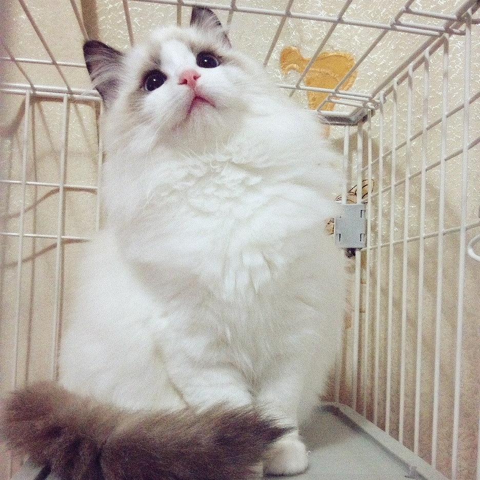 ~喵和波妞~（图ZMjU2MDk4OTI=） - 宠物摄影 - 站酷设计师riceriver原创素材 - 站酷ZCOOL