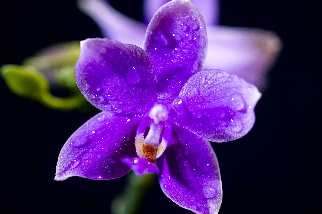 兰花（图ZMzU1MDc0NDI0） - 其他摄影 - 站酷设计师Z174774653原创素材 - 站酷ZCOOL