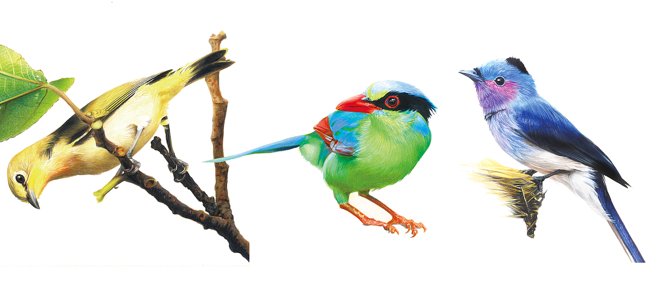 彩色小鸟插图