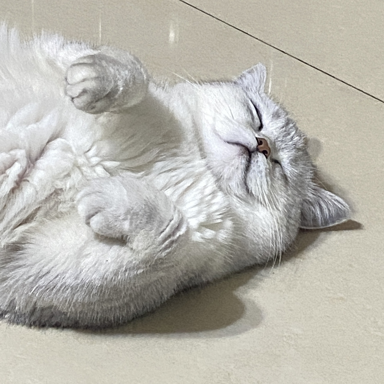 做一只慵懒的小猫咪吧（图ZMzA1NTU5Mzg0） - 宠物摄影 - 站酷设计师Z100751036原创素材 - 站酷ZCOOL