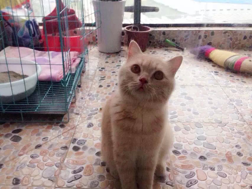 英国逗逼短毛猫poppin（图ZMjU1NTg5NzI=） - 宠物摄影 - 站酷设计师黎小含原创素材 - 站酷ZCOOL