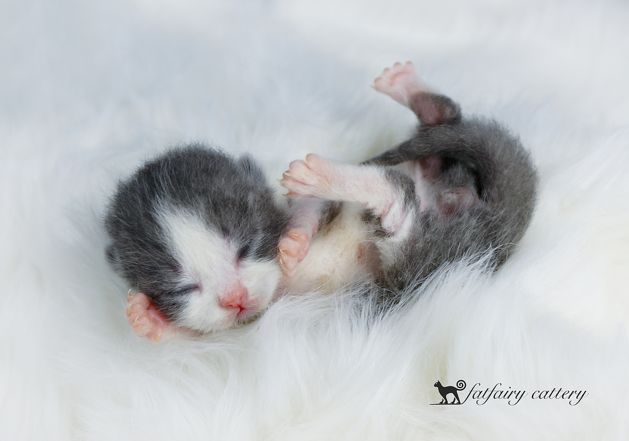 英短蓝猫/蓝白 *【panda西原创作品2】（图ZMTQxNjYxNDA4） - 宠物摄影 - 站酷设计师Panda西原创素材 - 站酷ZCOOL