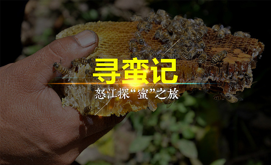 创业之旅   猎蜜怒江