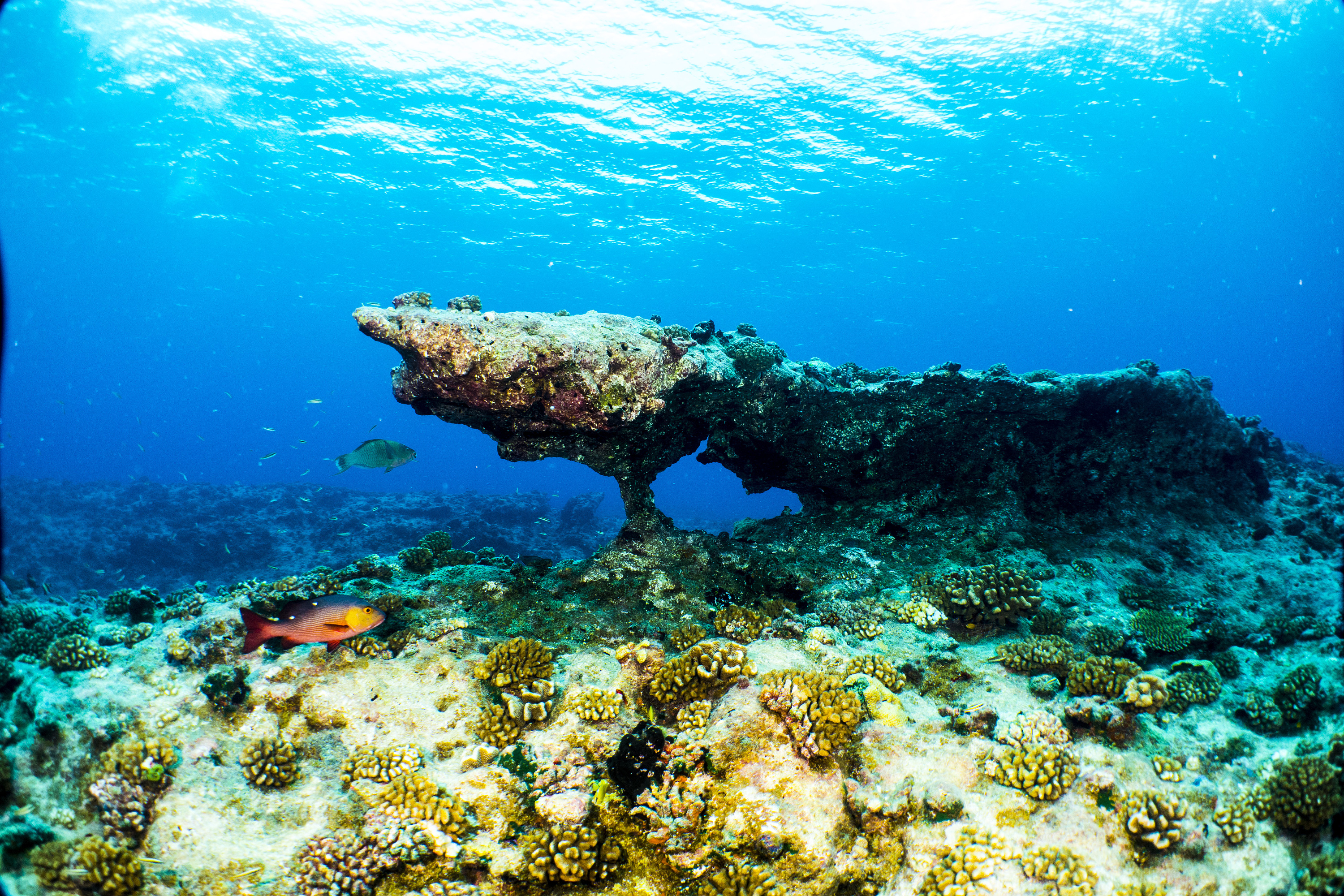 海洋世界大溪地