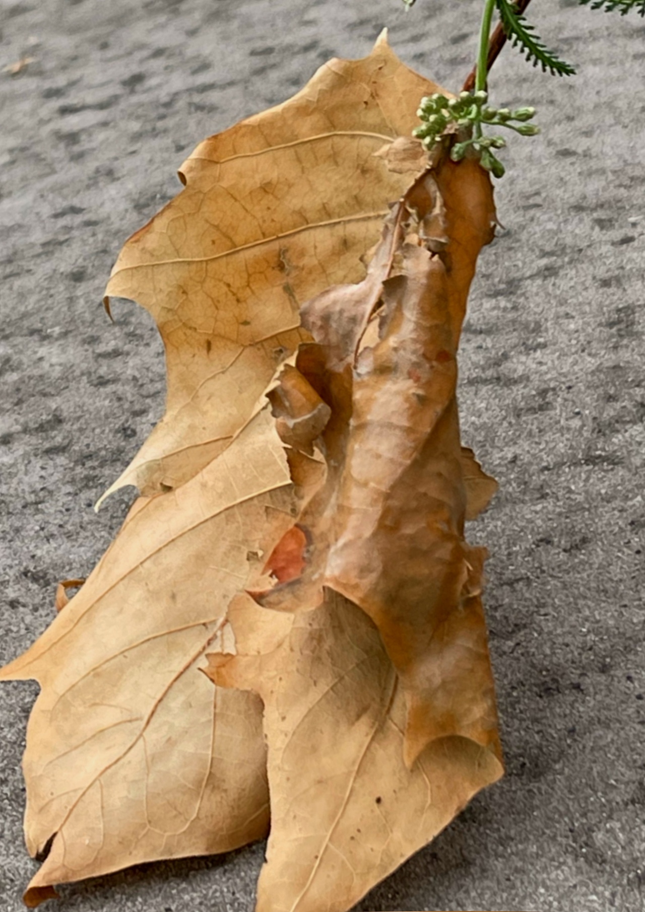 小世界里的精灵（图ZMjU1NTc2Njc2） - 创作习作 - 站酷设计师王如果asif原创素材 - 站酷ZCOOL