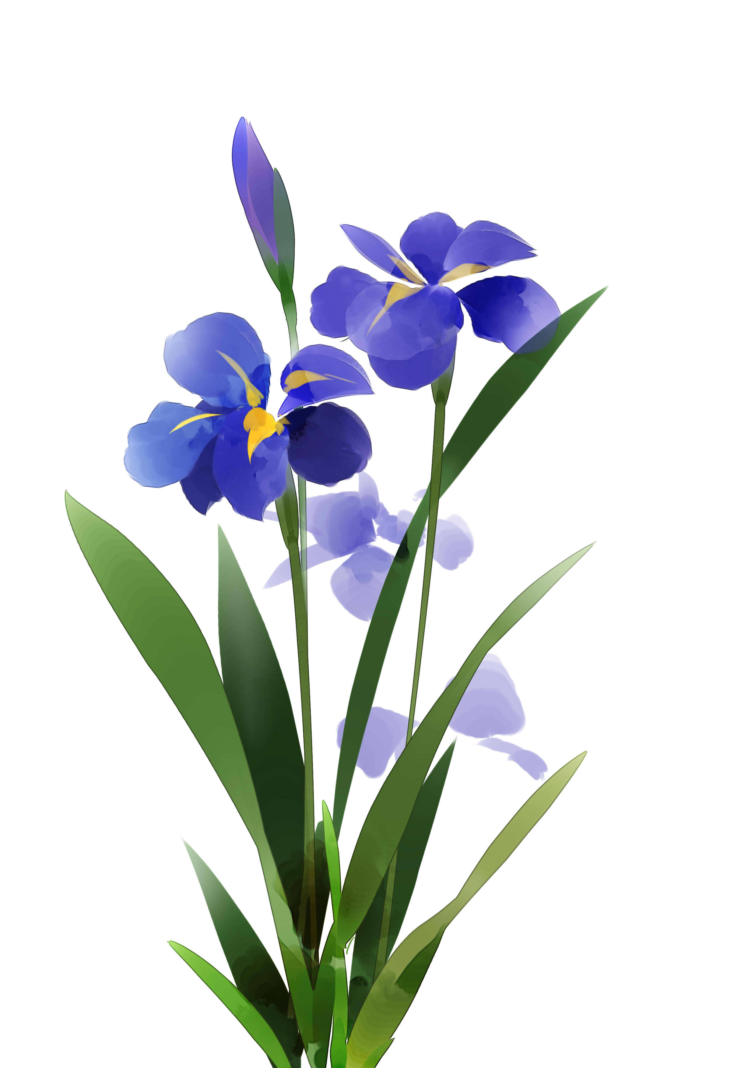 花卉|插画|其他插画|璃耒 - 临摹作品 - 站酷 (zcool)