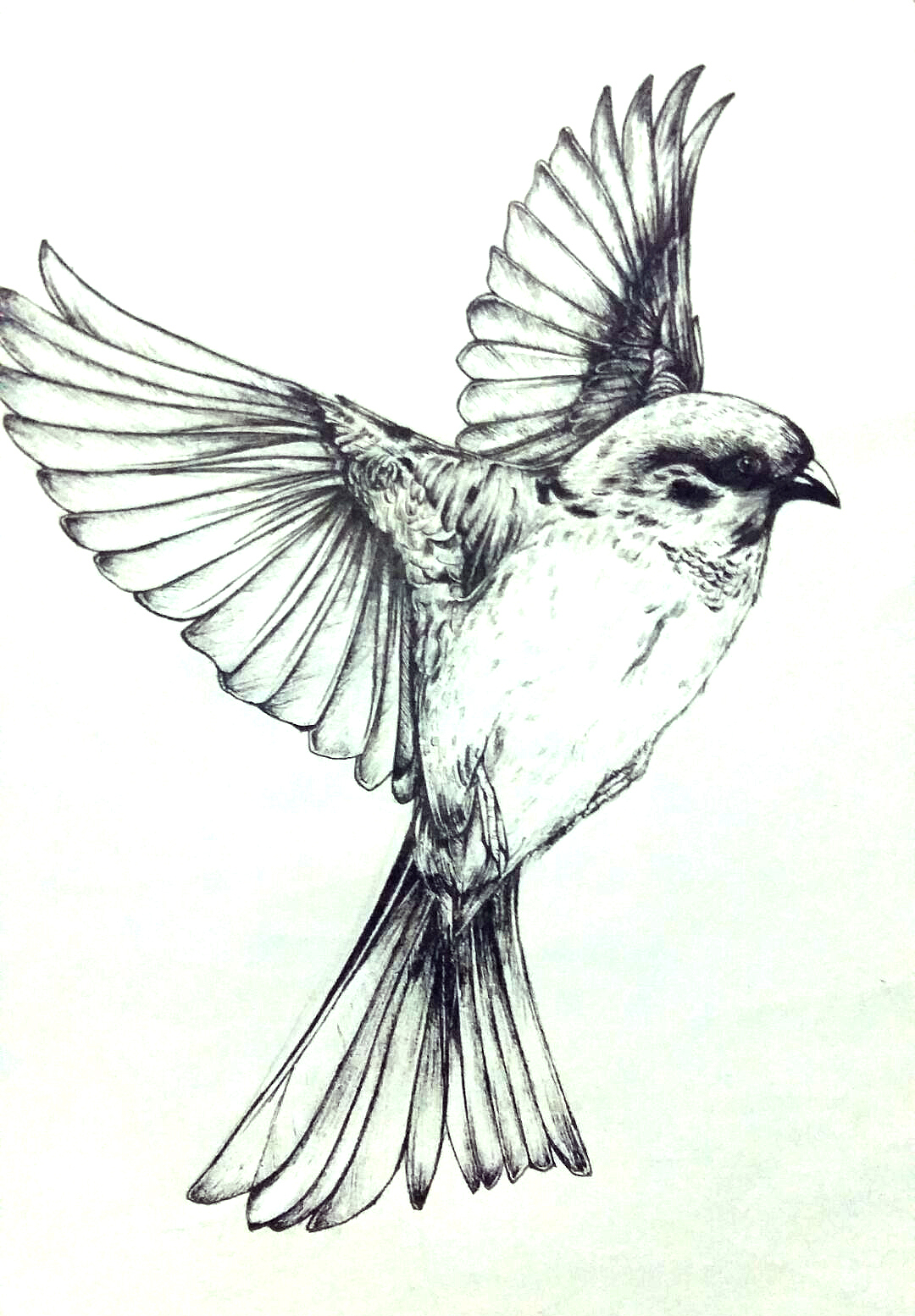 彩铅 素描|纯艺术|绘画|自否_原创作品-站酷(zcool)