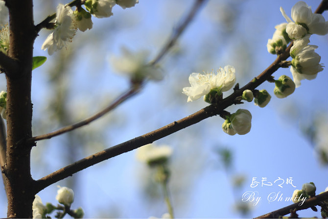 厦门三月桃花开