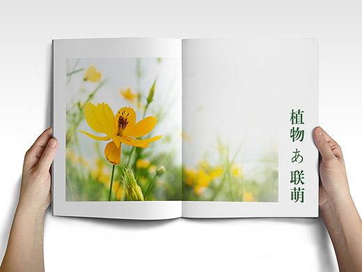 多肉植物—画册