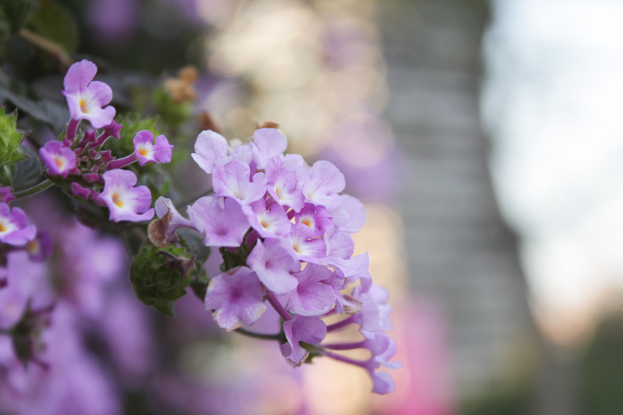 冬日深圳-街头随拍（图ZMTM3Njc0NjQ=） - 环境/建筑摄影 - 站酷设计师sundyme原创素材 - 站酷ZCOOL