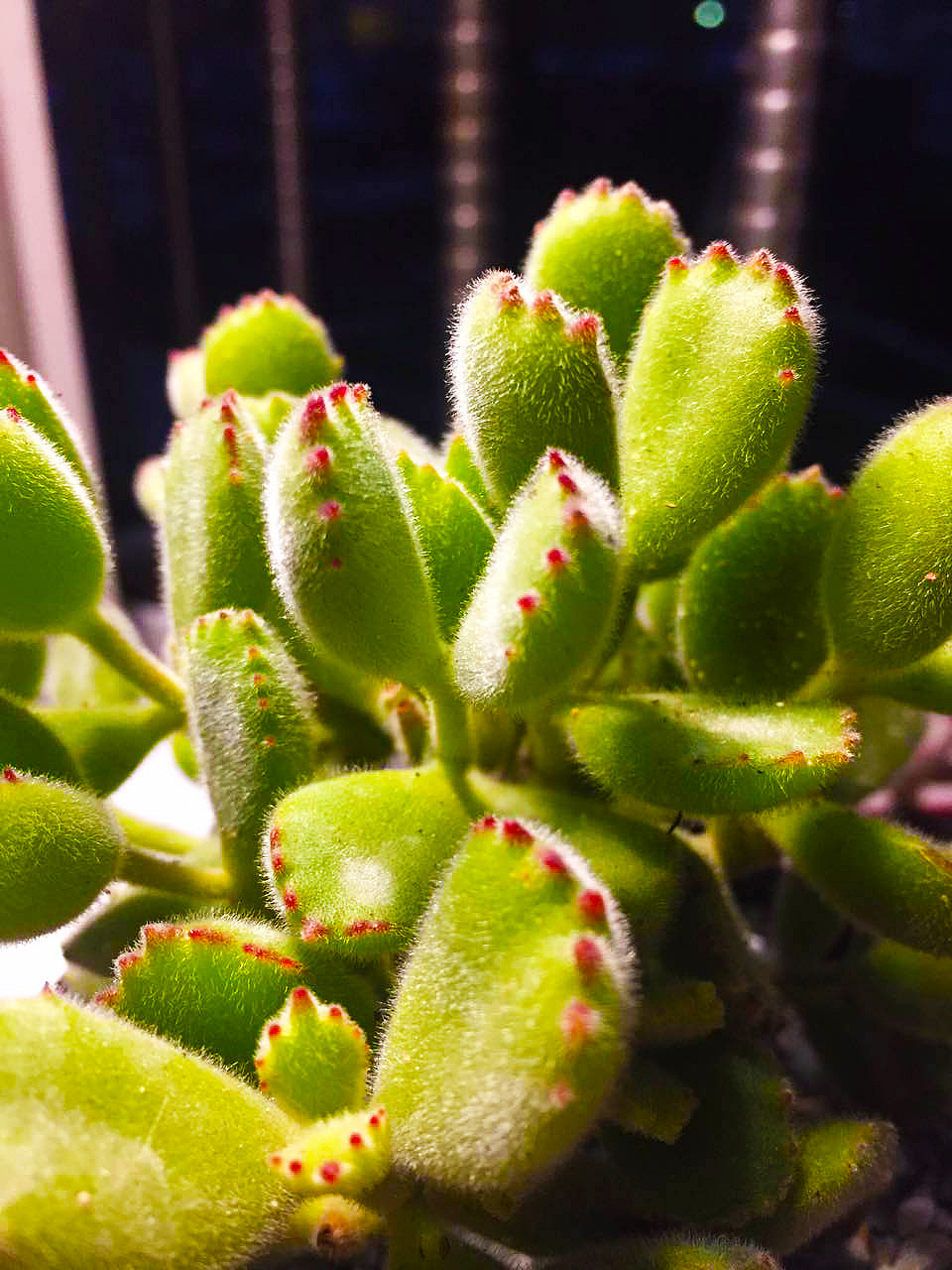 2015-2017年间的一些多肉（图ZODMyNTk5OTI=） - 产品摄影 - 站酷设计师一一是只汪原创素材 - 站酷ZCOOL