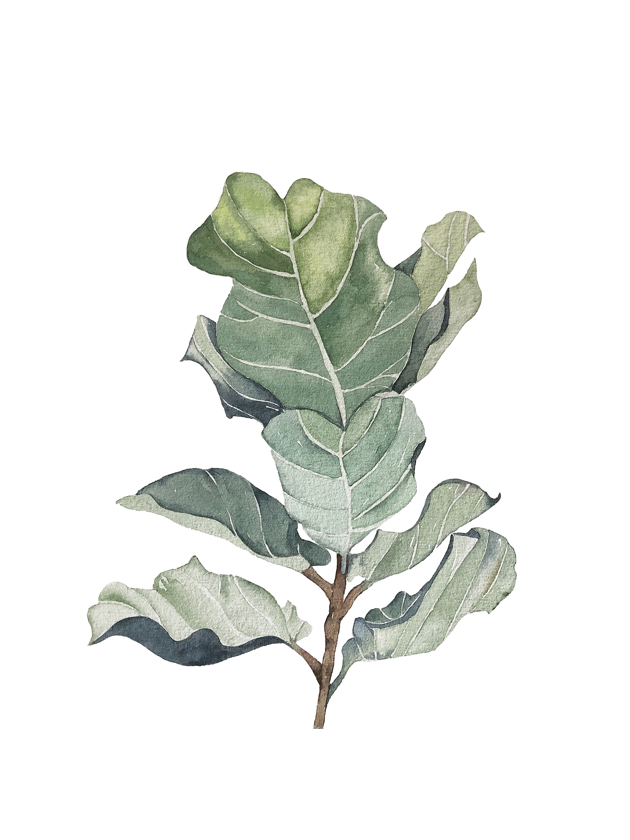 2018水彩绿植篇