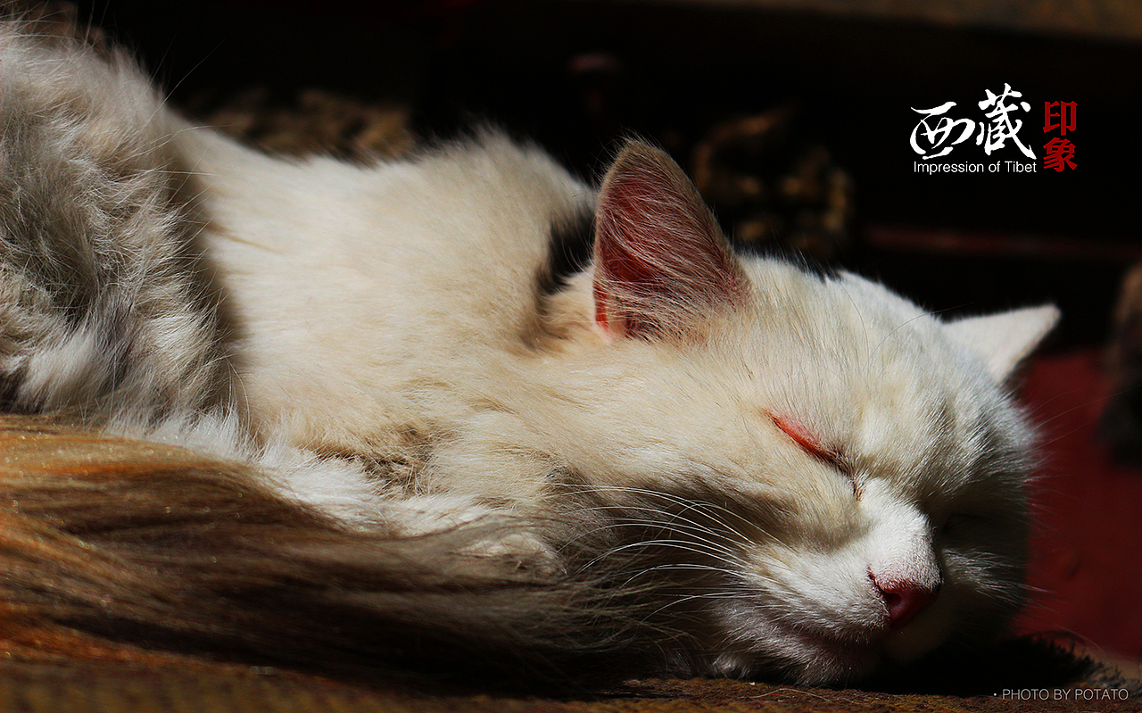 【旅途乱拍】西藏印象一（图ZNDE2OTkxMTI=） - 风光摄影 - 站酷设计师Mr_Potato原创素材 - 站酷ZCOOL