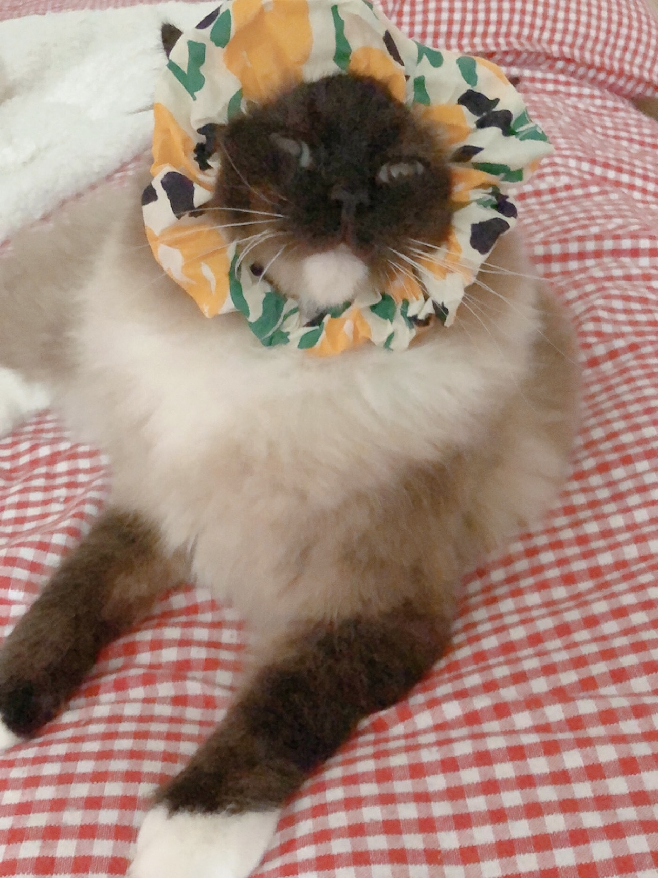 元宝和蛋卷儿的空想