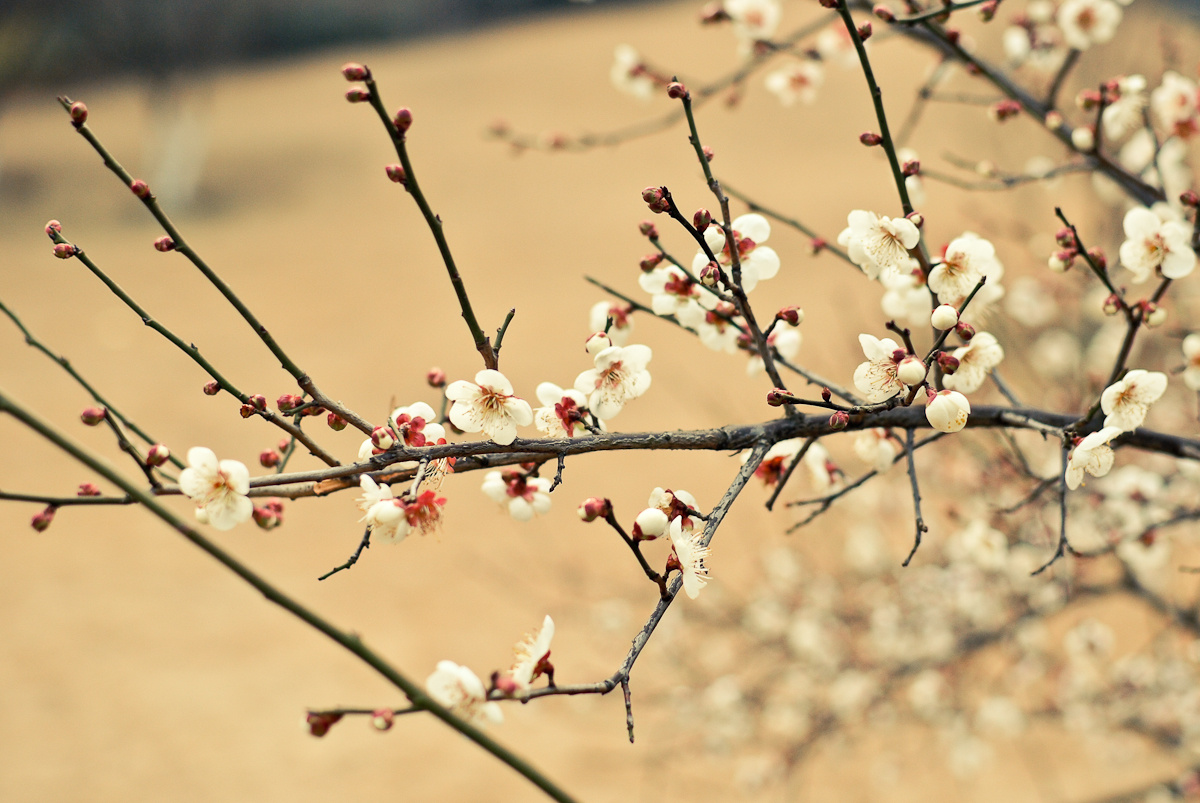 早梅-悄悄开放的那簇梅花