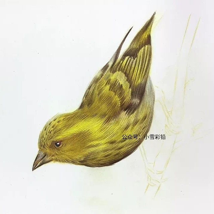 彩铅画一只黄色的麻雀步骤分享（图ZMTUzODc2ODY4） - 绘画 - 站酷设计师小雪绘画原创素材 - 站酷ZCOOL