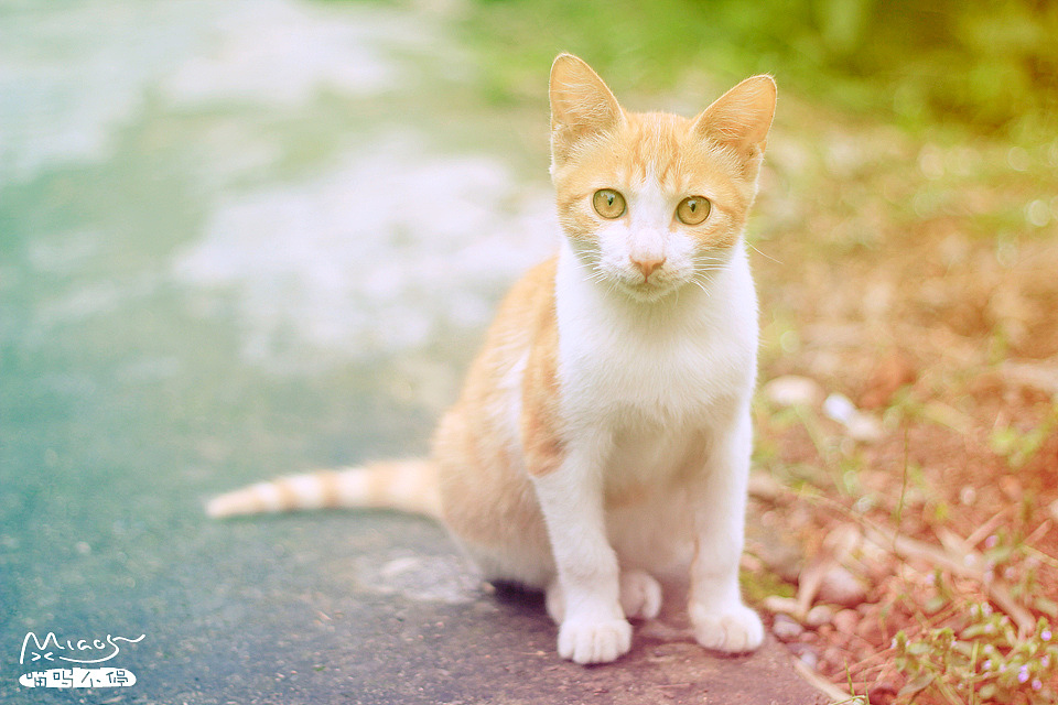 我和我的喵呜们（二）（图ZMTkzMzE5MDA=） - 宠物摄影 - 站酷设计师喵呜不停原创素材 - 站酷ZCOOL