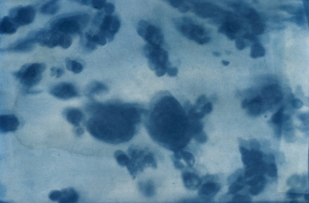 蓝晒Cyanotype - Silk & Cell