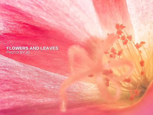 微距摄影花与叶（个人主页-ZMjUxODkxMjQ=） - 风光摄影 - 站酷设计师ioofun原创素材 - 站酷ZCOOL