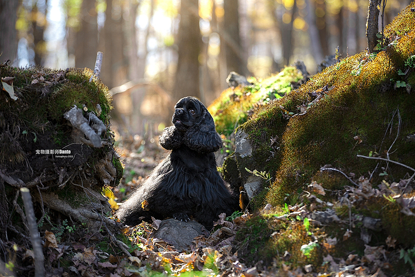 哈尔滨秋景可卡（图ZMzIxMzI0MTYw） - 宠物摄影 - 站酷设计师dantephoto原创素材 - 站酷ZCOOL