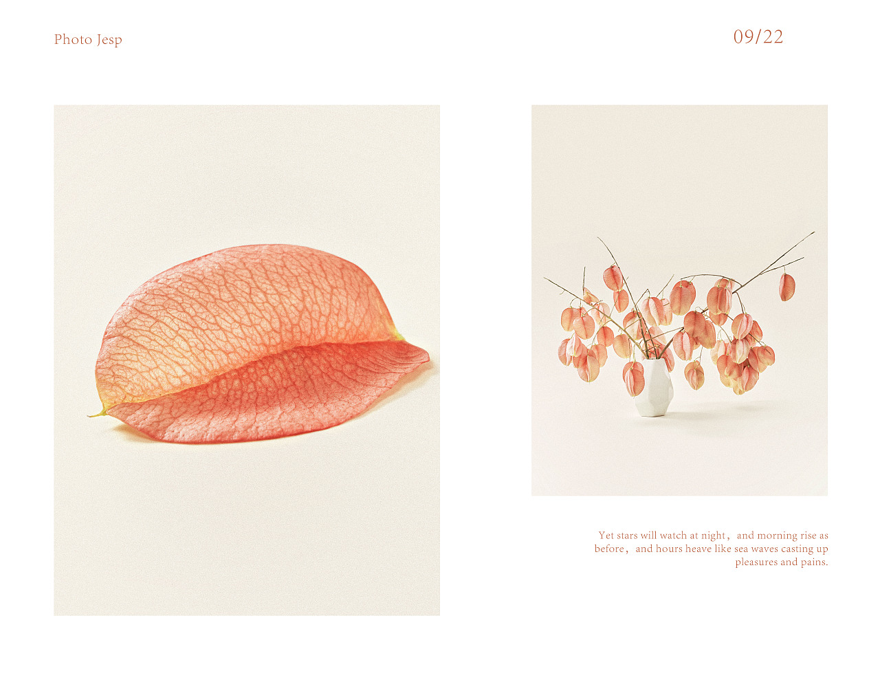 摇曳栾树（图ZMzE3Mzk0ODg4） - 美食摄影 - 站酷设计师jessipan原创素材 - 站酷ZCOOL