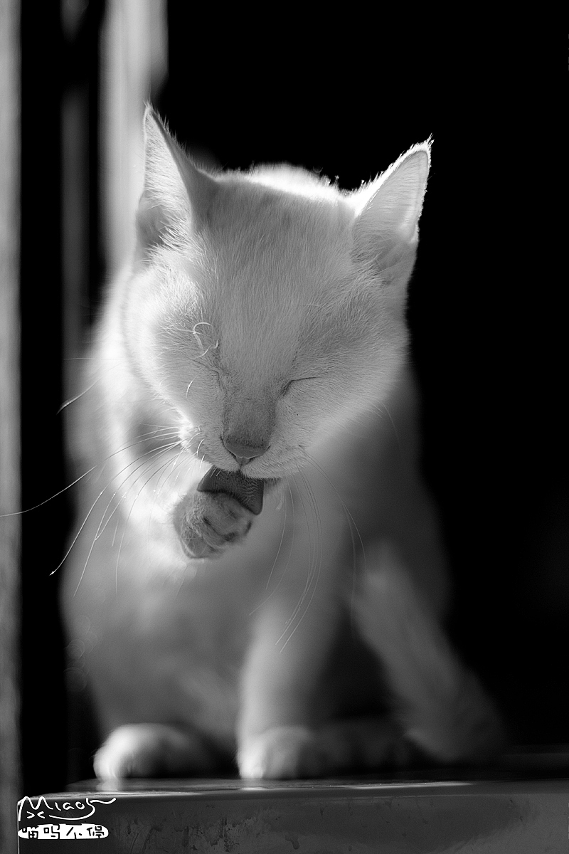 黑白光影世界里的喵星人~