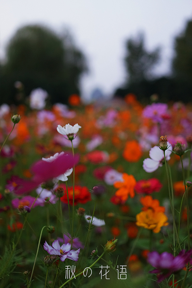 小黑卡日志-十月 秋の花语