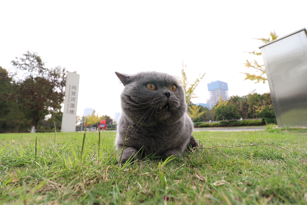 沐米猫舍 纯蓝色-英国短毛猫-高清照片