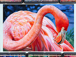 彩铅|火烈鸟🦩